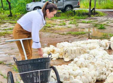 ติดตามการดำเนินธุรกิจรวบรวมผลผลิต (ยางพาราก้อนถ้วย) ... พารามิเตอร์รูปภาพ 2